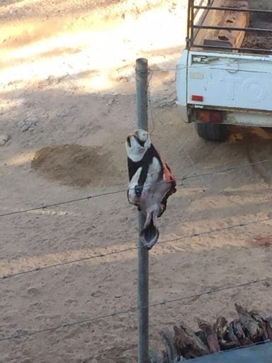 Head of Oryx killed by neighbor to provide food for his dogs.