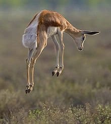 This is a photo from the web of a Springbok "pronking," something I witnessed but didn't manage to record.
