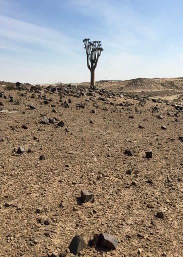 As I approach, I recognize it from my guide books as a Quiver Tree, indigenous to southern Africa and rare enough to be considered "vulnerable."