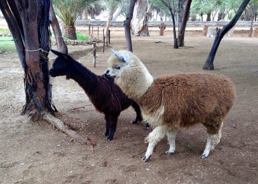 The alpacas add to the exotic nature of the place.