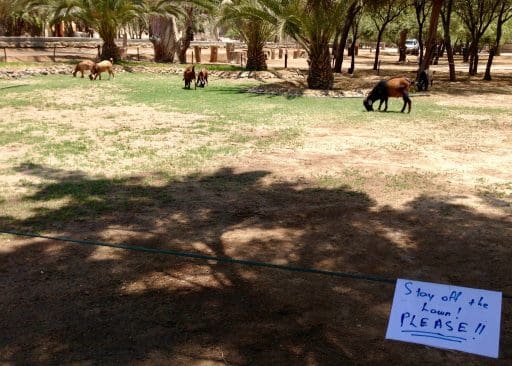 These goats only read German!