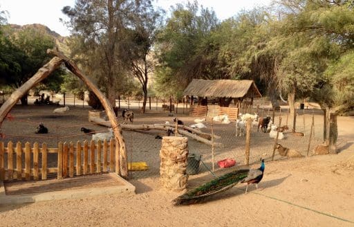 The goats and alpacas are penned at day's end, with only the peacock able to strut freely through the night.