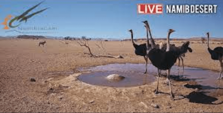 An uplifting live webcam in the Namib Desert!